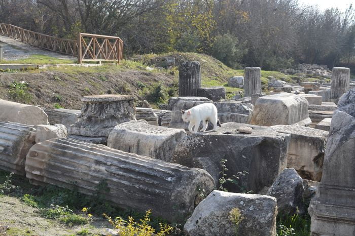 image-.jpg